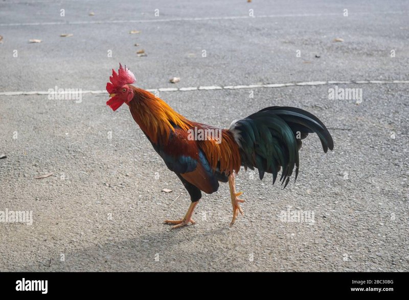 Chicken road spel, chicken road slot